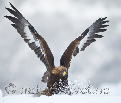 BB 11 0365 / Aquila chrysaetos / Kongeørn